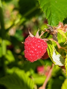 Ripe raspberries are rich in color, whether they are red, golden, or black.
