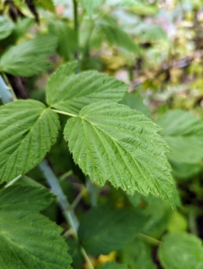 The raspberry plant has spade-shaped leaves that are toothed along the edges. My bushes are several years old and remain so healthy. It takes about two to three years for a new raspberry plant to produce a significant crop of fruit.