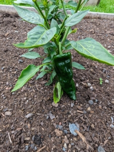 We also grow hot peppers. Always be careful when picking peppers – keep the hot ones separated from the sweet ones, so there is no surprise in the kitchen.