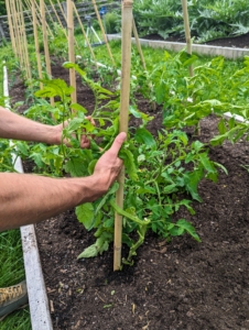 Here, Brian checks that the tomato plants and the stakes are planted close enough - this plant is already tall enough to wrap around the bamboo.
