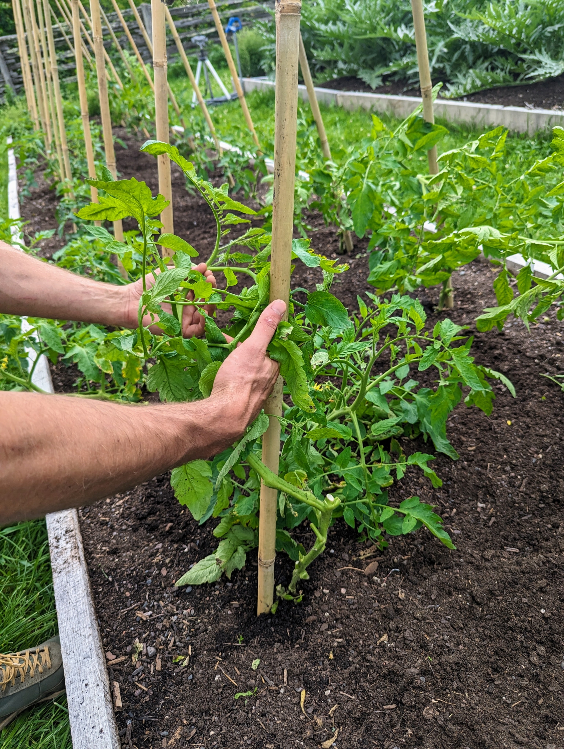 How To Secure Tomato Plant To Stake Easy Tips For Strong Growth 2026 
