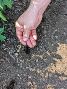 Ryan plants one seed into each hole. Sunflowers grow quickly. Many can grow 12 feet in only three months. With the proper growing conditions, sunflowers should reach maturity in 70 to 100 days after planting.