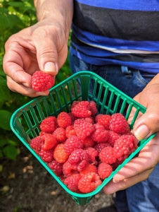 Keep in mind, only the ripe berries will slip off the stems easily. All of these are in perfect condition.