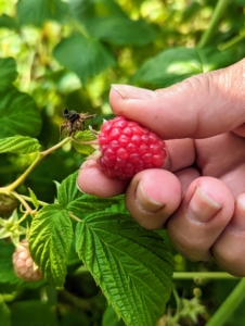 The next day, Enma picked red raspberries. These must be picked and handled very carefully and checked for insects and rot. This berry is perfect.