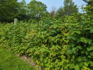 I have several rows of raspberries on one side of my main greenhouse. One plant can produce several hundred berries in a season. Raspberries are vigorous growers and will produce runners that fill up a bed.