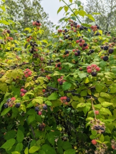 This is a great year for all our berries - the bushes are full of growing sweet black and red raspberries. Summer-bearing raspberry bushes produce one crop each season. The fruits typically start ripening in late June into July with a crop that lasts about one month.