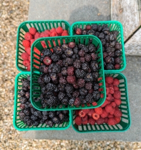 Look at all these delicious boxes of fruit – so exciting, and not bad for a first harvest. Enma also picked additional black raspberries. To save berries for use at another time, freeze them – lay them out onto flat trays in single layers and freeze until solid. Once they are frozen, they can be moved into plastic containers or freezer bags until ready to eat.