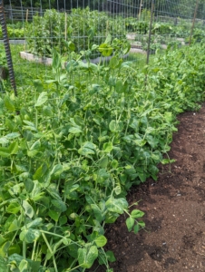 We planted many peas along both sides of our long trellis in the center of my garden. On this side, our edible pods...