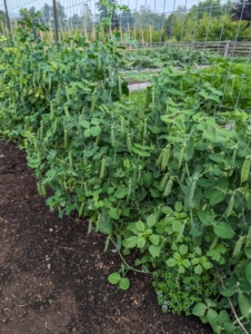 ... And on this side, the shelling peas. All of them have been so prolific this summer, as with all our vegetables in this new space.
