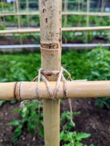 Next, he secures them with twine at each joint, so it is tight and strong enough to hold the fruit laden vines. Securing the tomato plants is a time consuming process, but very crucial to good plant growth and performance.
