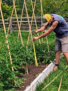 Next, Brian measures a couple of feet up each upright angled stake, so he can secure horizontal bamboo pieces across all the bamboo stakes. He will add more rows of horizontal supports as the plants grow.