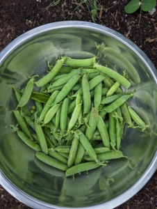 Elvira also picked a bowl of edible pods. An entire pea harvest usually lasts one to two weeks. I hope your pea crops have done as well as mine.