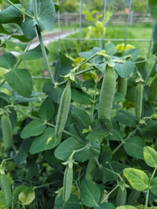 Because of the weather and our very good soil, these peas developed quickly. And last week, these peas were plump, and ready to be picked.