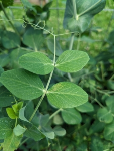 The pea plant can be bushy or climbing, with slender stems. The leaves are green, grow in pairs, and are generally oval shaped, sometimes with a point at the end.