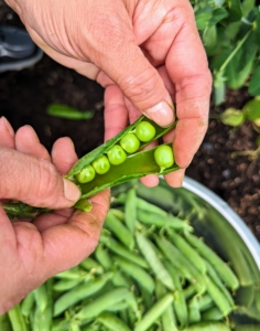 And remember the peas we picked? So many amazing fresh peas - perfect for our lunch.