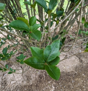 The leaves of the privet are elliptic-ovate, glossy, dark green leaves and about two and a half inches long.
