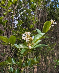 Small, tubular, dull white flowers in upright panicles up to four inches long bloom on the stem tips in June and July.