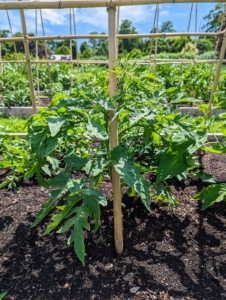 Each plant is now carefully propped up next to its designated stake and secured. These supports really help to keep all these beautiful fruits off the ground and free of rot.