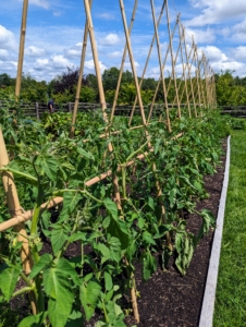 It takes about 50 to 90 days for tomato varieties to reach maturity. Planting can also be staggered to produce early, mid and late season tomato harvests.
