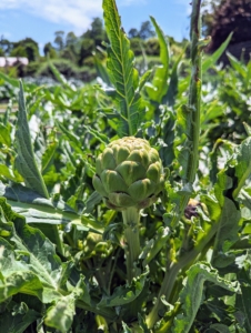 The artichokes are also so plentiful this year. Artichokes are actually flower buds, which are eaten when they are tender. Buds are generally harvested once they reach full size, just before the bracts begin to spread open. When harvesting, cut the stem approximately one to three inches from the base of the bud. The stem becomes a useful handle when trimming the artichoke.