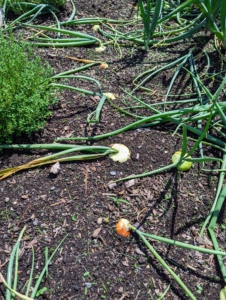Here's a peek at our onions - we are growing yellow, red, and white varieties.