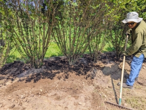 The shrubs are then backfilled. A good tip is to "plant bare to the flare," meaning do not bury the tree above its flare, where the first main roots attach to the trunk. Tree roots need oxygen to grow. By placing the root flare at or slightly above ground level when planting gives the tree the best chance for survival, growth and development.