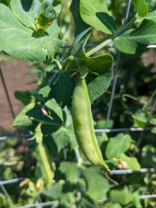 The pea, Pisum sativum, is an annual herbaceous legume in the family Fabaceae.