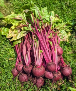 And look at these beets! Beets are so good, and so good for you. Beets are sweet and tender – and one of the healthiest foods. Beets contain a unique source of phytonutrients called betalains, which provide antioxidant, anti-inflammatory and detoxification support.