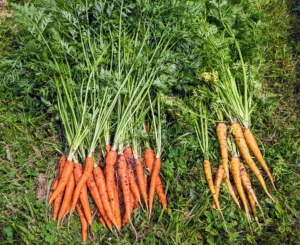 Here at my farm, I've been enjoying so many of the wonderful vegetables growing in the new garden. We harvested all these gorgeous carrots just hours before they were used for my luncheon.