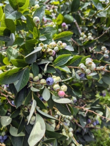 Every branch is full. Blueberries are perennial flowering plants. They are classified in the section Cyanococcus within the genus Vaccinium. Vaccinium also includes cranberries, bilberries, huckleberries, and Madeira blueberries.