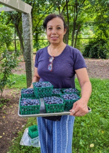 This first harvest was very successful. Elvira is holding a tray of seven boxes - just a fraction of what was picked on this day.