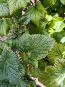 Currant leaves are palmate and deeply lobed, similar to maple tree leaves. The leaves of the black currant are a pale green in color and up to two inches long.
