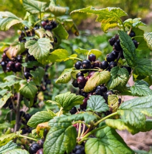 The varieties of black currants in my garden include ‘Ben Sarek’ and ‘Ben Lomond.’