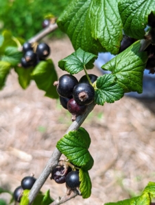 Black currants are the most nutrient-rich of the currants. They are high in vitamins A, C, B1, B5, B6, phytochemicals, and antioxidants. They are also high in minerals, such as iron, copper, calcium, and phosphorous. They can be eaten raw, but are usually cooked in a variety of sweet and savory dishes.