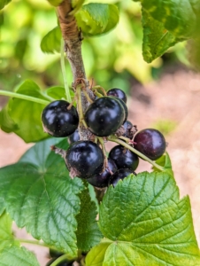 Black currant, Ribes nigrum, is a woody shrub grown for its piquant berries. You can’t miss them in the garden – they are very aromatic. When ripe, black currants are dark purple in color, with glossy skins.