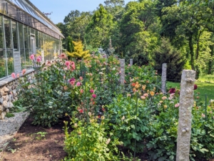 My dahlia garden is located behind my large glass vegetable greenhouse, so these plants are already somewhat protected from strong winds. These plants bloomed early this year - we saw the first flower on June 6th. Now it is time to provide the tall stems with more support, so they don't break in the coming weeks.