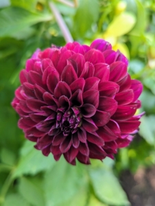 This dark maroon dahlia always stands out in the garden. The genus Dahlia is native to the high plains of Mexico. Some species can be found in Guatemala, Honduras, Nicaragua, El Salvador & Costa Rica as well as parts of South America where it was introduced.
