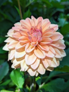 Currently, there are about 42 species of dahlia, with hybrids commonly grown as garden plants. A member of the Asteraceae family of dicotyledonous plants, some of its relatives include the sunflower, daisy, chrysanthemum, and zinnia.