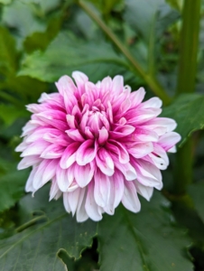 The array of flower colors, sizes, and shapes is astounding. Dahlias come in white, shades of pink, red, yellow, orange, shades of purple, and various combinations of these colors – every color but true blue.