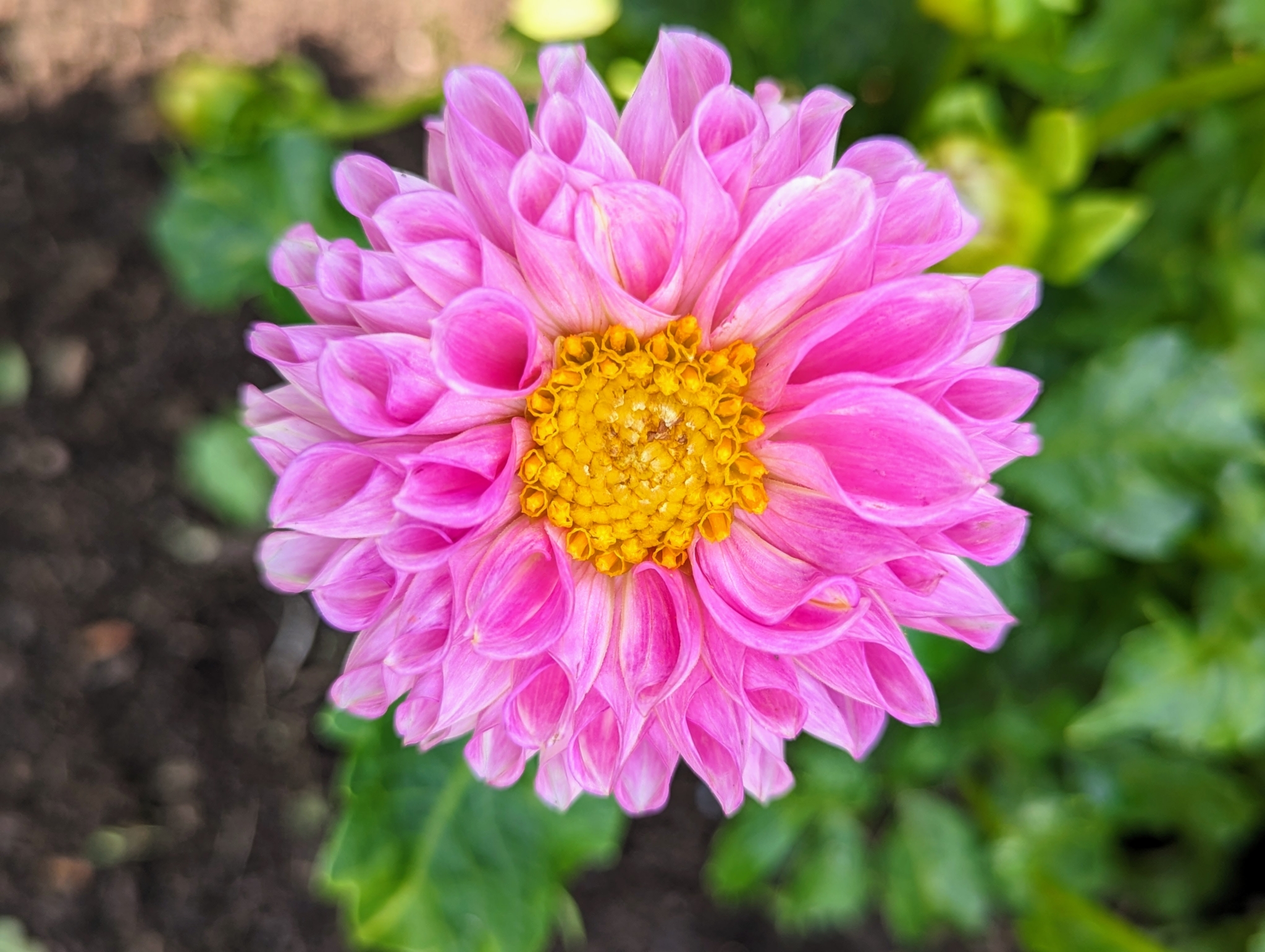 Staking My Dahlias The Martha Stewart Blog