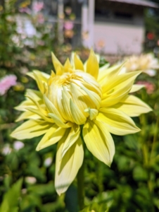 Here is a large yellow dahlia still in the process of opening.