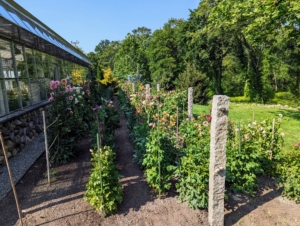 This area was once used for growing grapes. I had placed granite posts years ago with heavy gauge copper wire laced through them for added plant support. I designed them, so the wire can be tightened or loosened depending on the need. We are still able to use the wire to support the taller dahlia stems.