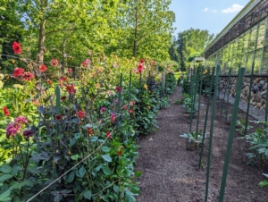 From this end, one can see how clear the rows are making it easy to reach and cut the flowers for arrangements. The plants on the right are younger and still growing. We just planted them this spring.