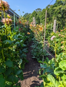And here is a view down one of the rows. Staking keeps the sometimes heavy and large blooms from hitting the ground and rotting.