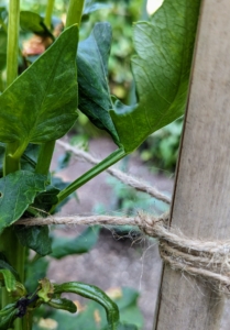 Jute twine is available in different thicknesses and its tensile strength can reach about 140-pounds, but because it is a natural material, it can degrade over time. Pulling the twine tightly will help it keep its form through the season.