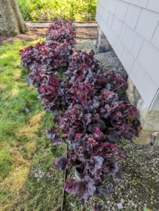 Here, near my Basket House, we also decided to plant heuchera - this one is dark burgundy. Heuchera is a genus of largely evergreen perennial plants in the family Saxifragaceae, all native to North America. Common names include alumroot and coral bells.