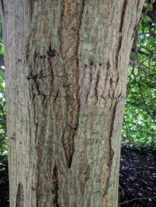 The trunk is dark grey and very sturdy with a relatively smooth bark.