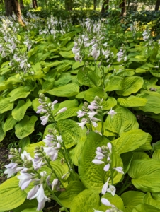 Hostas are big, they're bold, and they're easy to grow. I hope this inspires you to add some hostas to your garden. And don't forget - watch "Martha Gardens" exclusively on The Roku Channel for more great ideas and tips.