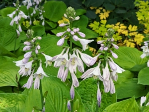Right now, some of the more mature plants are also showing off their tall flowers. Hostas produce flower stalks with multiple flowers that are usually purple to sometimes pale lavender or even white. In the back is a Dicentra plant. Its yellowing leaves in summer are natural and signal the end of the growing period for this cool season plant.