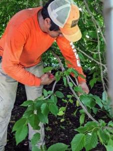 Pasang also uses his hand pruners to remove smaller branches less than an inch in diameter.